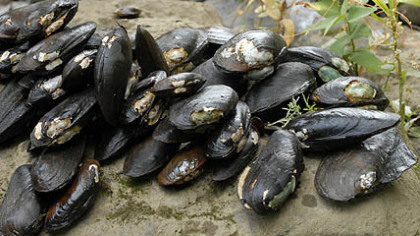 These fresh water mussels have been collected from Pool 6 of the Allegheny River as part of a Western Pennsylvania Conservancy study to  evaluate the river's health.