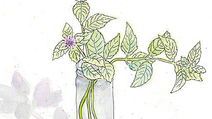 Mint is lovely but really ought to be restrained.