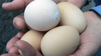 The hottest eggs in 2008 will be local and organic.