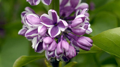 Lilacs are among the shrubs that can tolerate road salt.