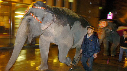 The elephants from Ringling Brothers and Barnum & Bailey Circus make their way up Grant Street to Mellon Arena last year. Readers had some problems with this year's show and treatment of circus animals in general. Ringling discusses its animal care at www.ringling.com/animals.